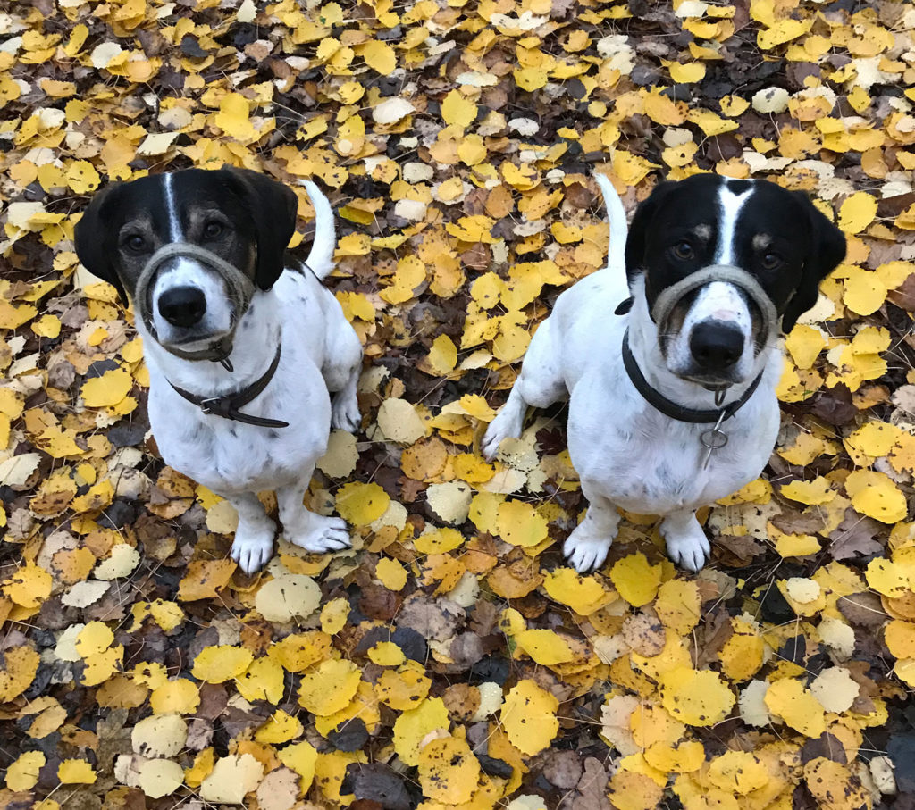 Hamish & Harry enjoying their walkies!