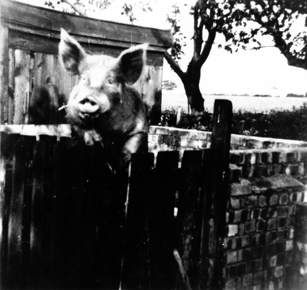 Billy Bembo Large White boar at Piglets Boutique B&B, circa 1965