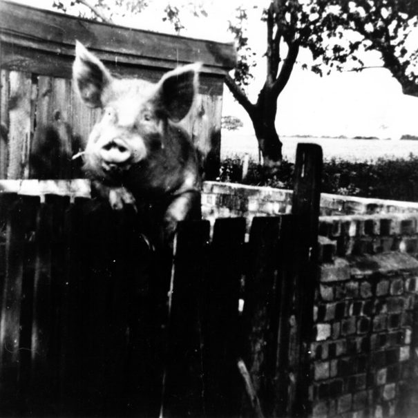 Billy Bembo Large White boar at Piglets Boutique B&B, circa 1965