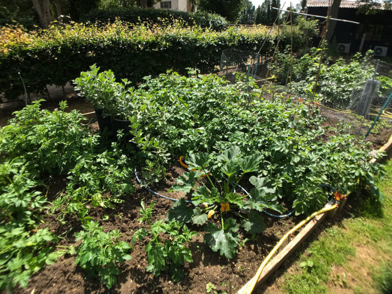 Fresh vegetables growing at Piglets Boutique B&B