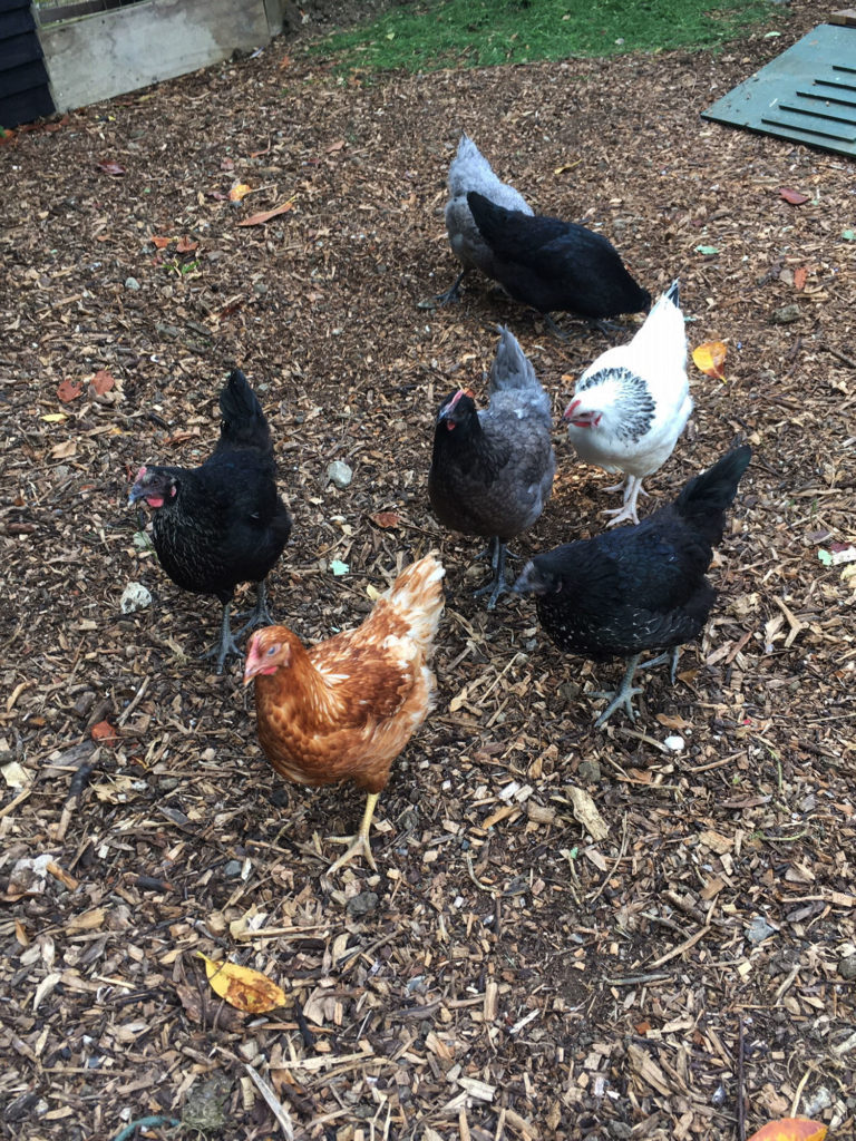 Free range chickens at boutique B&B | Farm fresh eggs for bed & breakfast | Boutique B&B own chickens