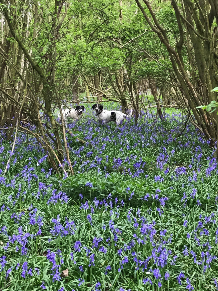 Bluebell wood at Piglets Boutique B&B