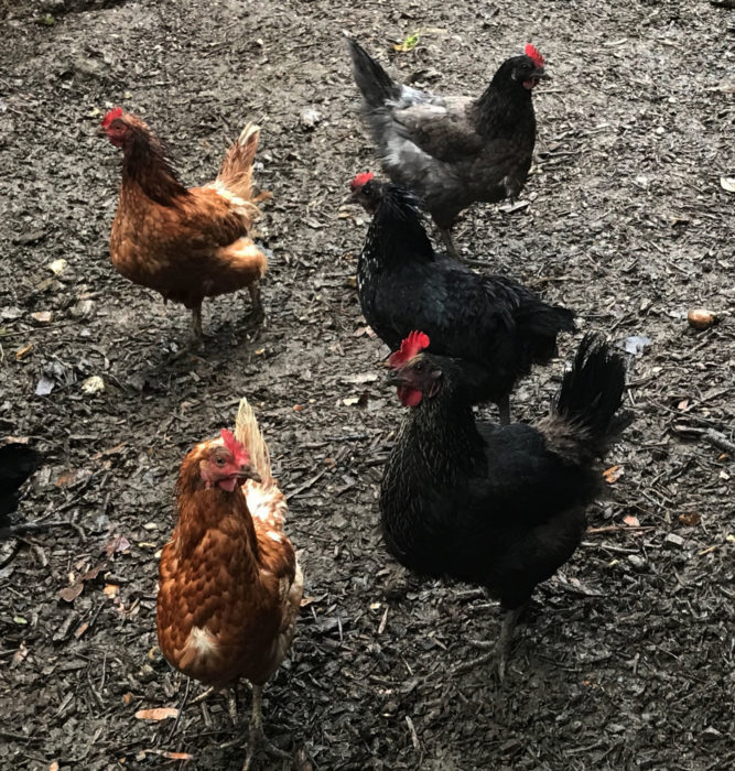 Free range chickens at Piglets Boutique B&B | Farm fresh eggs from free range chickens at B&B | Boutique B&B has its own chickens