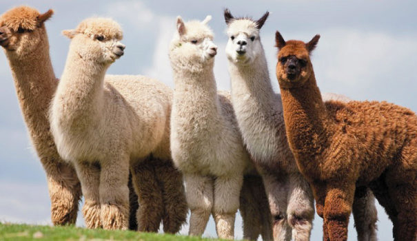 Walking with Alpacas near B&B | Meet Alpacas near boutique B&B