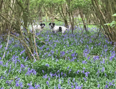 Piglets Beagle Basset brothers deep in Bluebells just minutes from Piglets