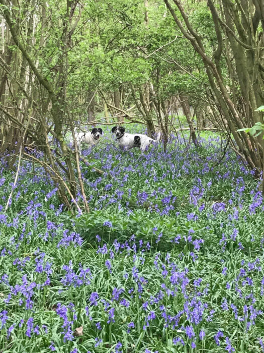 Piglets Beagle Basset brothers deep in Bluebells just minutes from Piglets