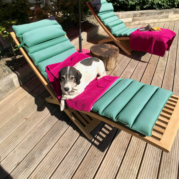 Hamish Piglets' Beagle-Basset sunbathing by the swimming pond