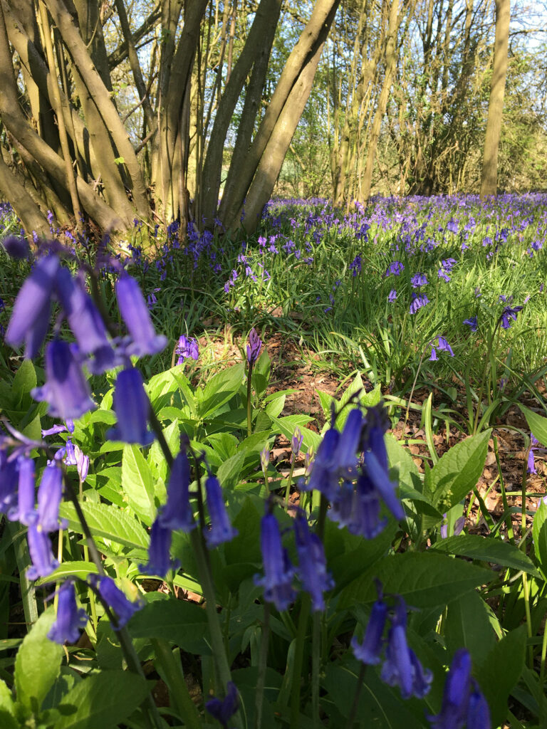 Bluebells up close in bluebell wood just near Piglets Boutique Country Stay