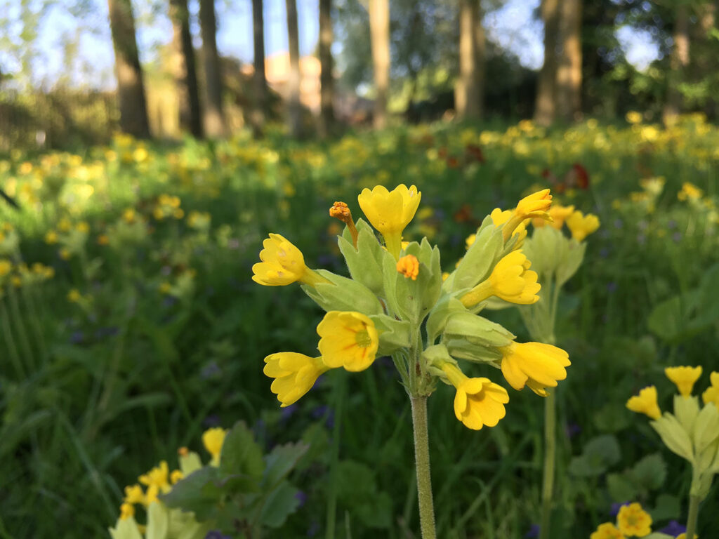 Spring flowers bloom all around at Piglets Boutique Country Stay