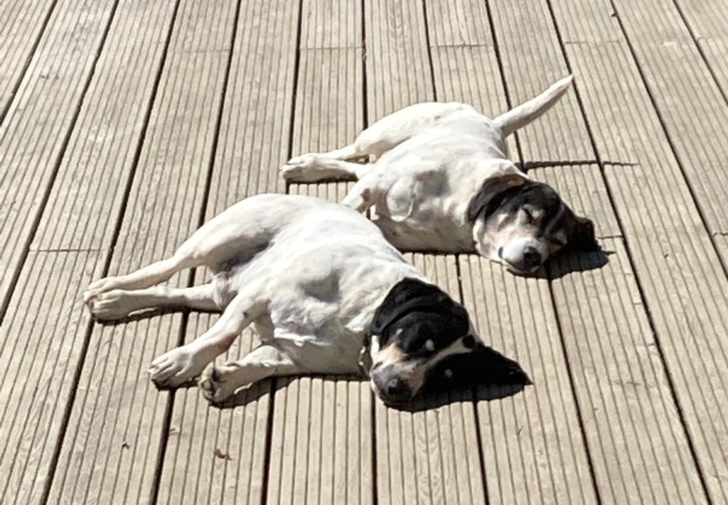 Piglets two rescue dogs, Harry & Hamish relaxing on the pond decking
