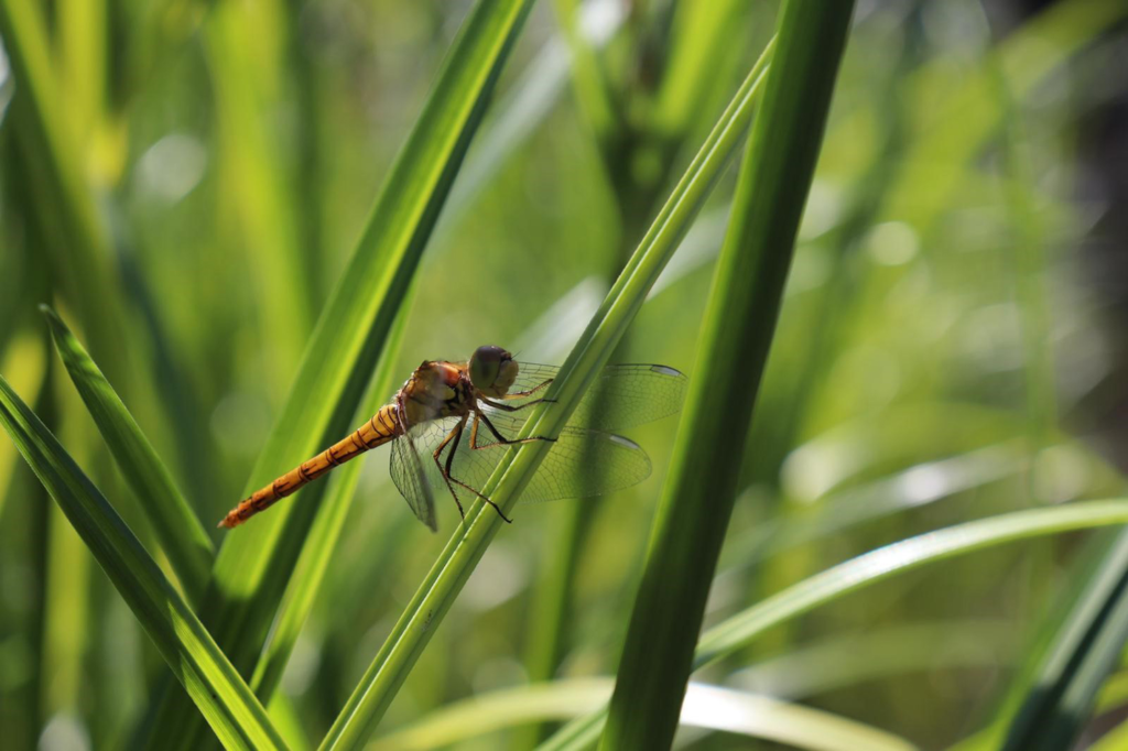 Dragon fly on one of the reeds in piglets eco-natural swimming pond