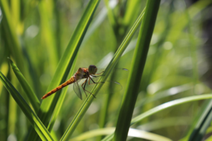 Dragon-fly-web