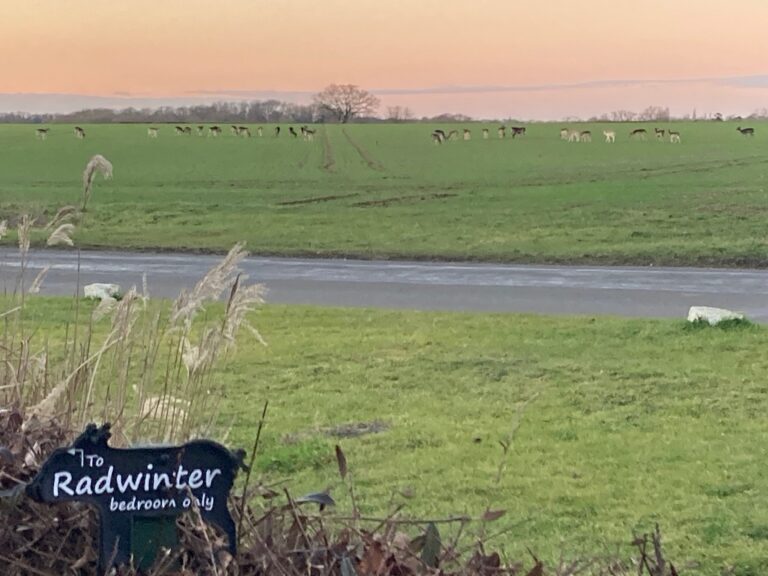 Deer grazing just outside Piglets Radwinter bedroom, Feb 2023