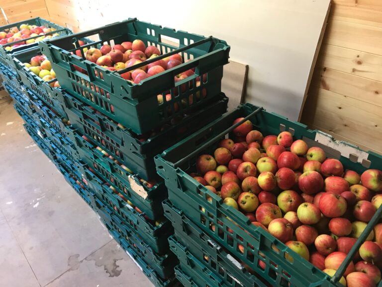 Apples gathered from Piglets Boutique Country Stay orchard for making apple juice