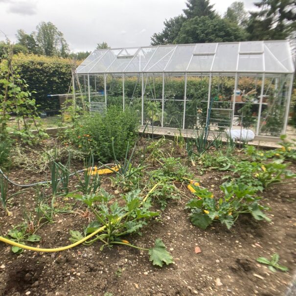 Vegetable patch and greenhouse at Piglets Boutique Country Stay