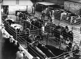 Livestock in Saffron Walden market circa 1960s