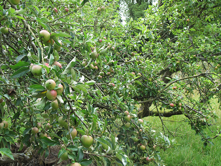 The Apple orchard at Piglets Boutique Country Stay