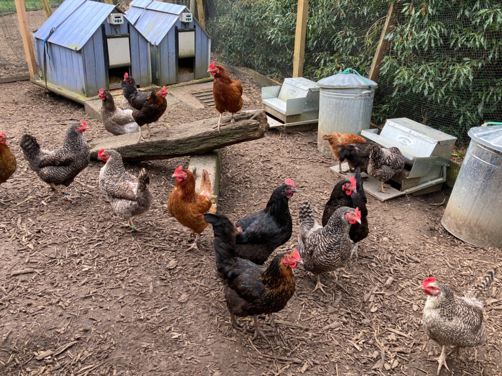 Free range happy hens at Piglets Boutique Country Stay